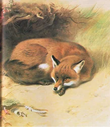 Fuchs, veröffentlicht von Book Club Associates, 1972